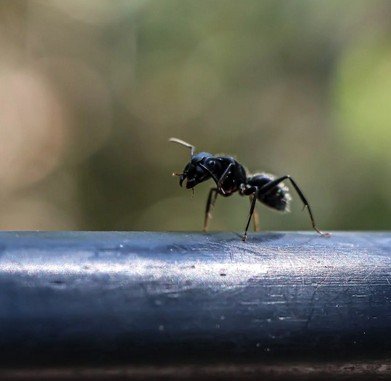 Enviro Safe Pest Control