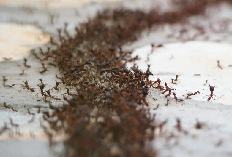 Enviro Safe Pest Control