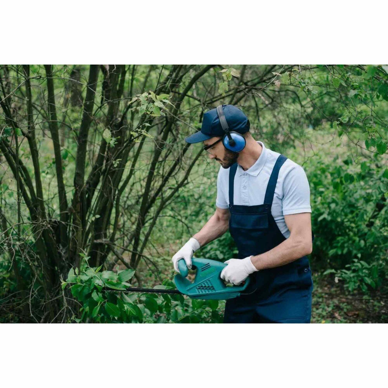 Tree Pruning Services St. Paul, MN