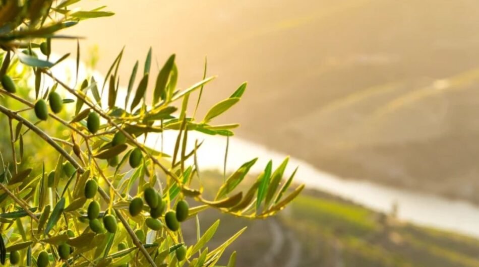 Wine-Tour-Around-the-Douro-Valley-with-Transport-Across-Portugal