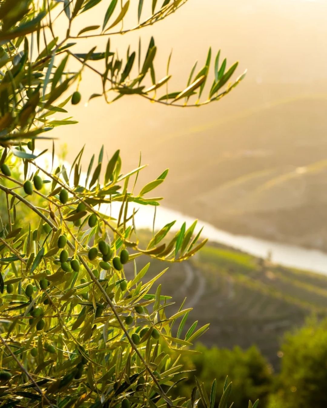 Wine Tour Around the Douro Valley with Transport Across Portugal