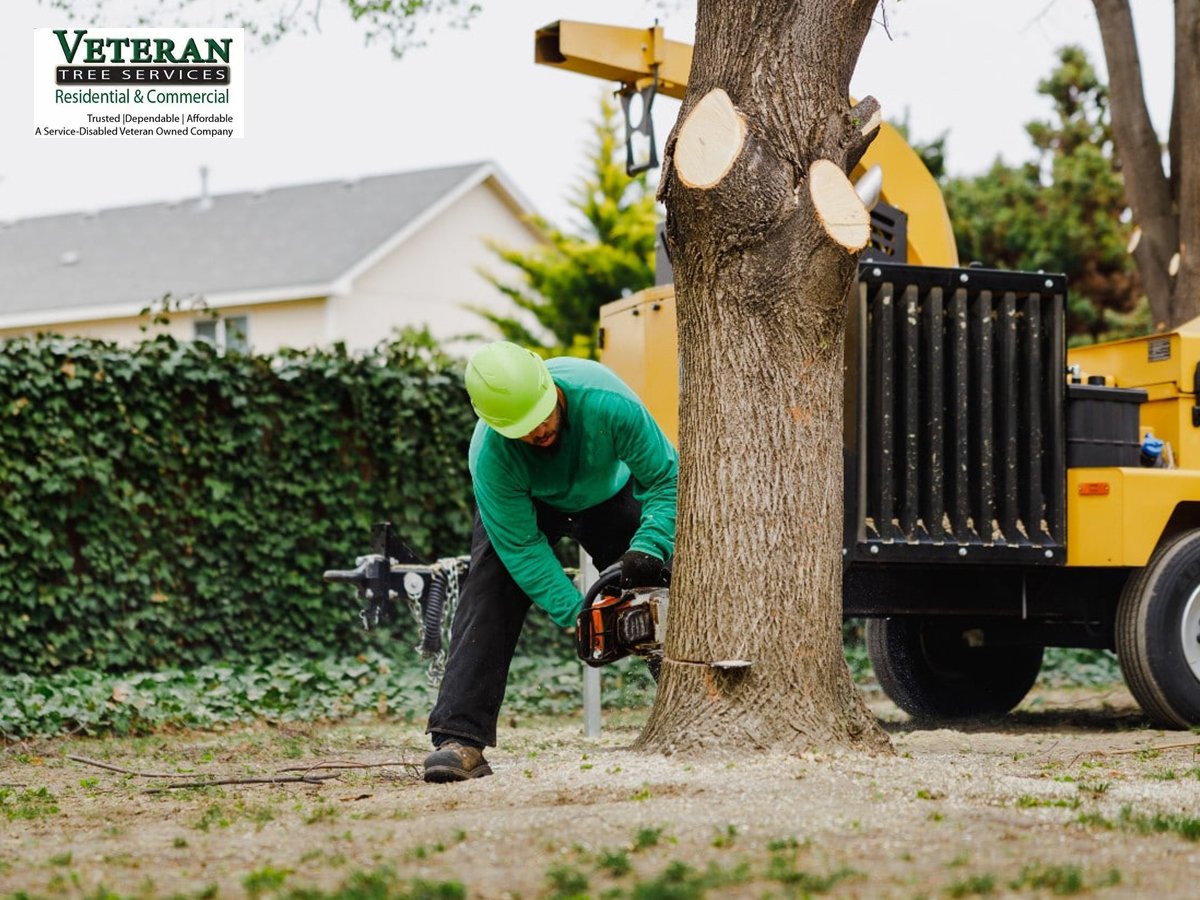 Tree Service in Montgomery County, MD That Prevents Small Risks from Becoming Em