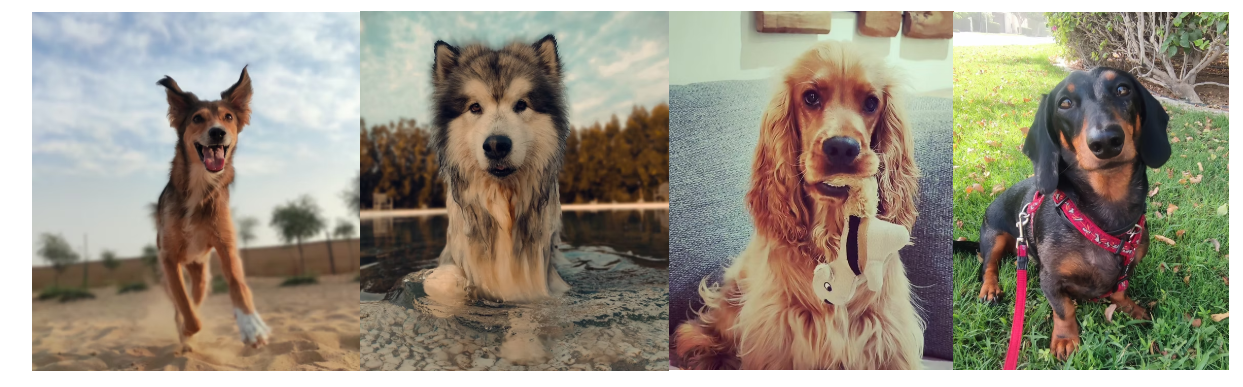 Well Behaved – Expert Basic Dog Training in Dubai