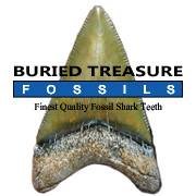 Buried-Treasure-Fossils