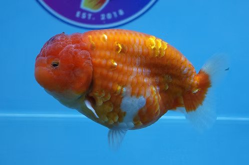 High-Quality-Fancy-Goldfish-1