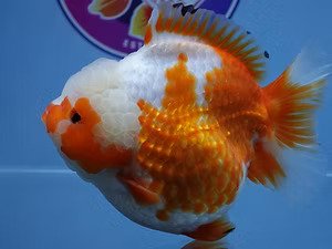 High-Quality-Fancy-Goldfish