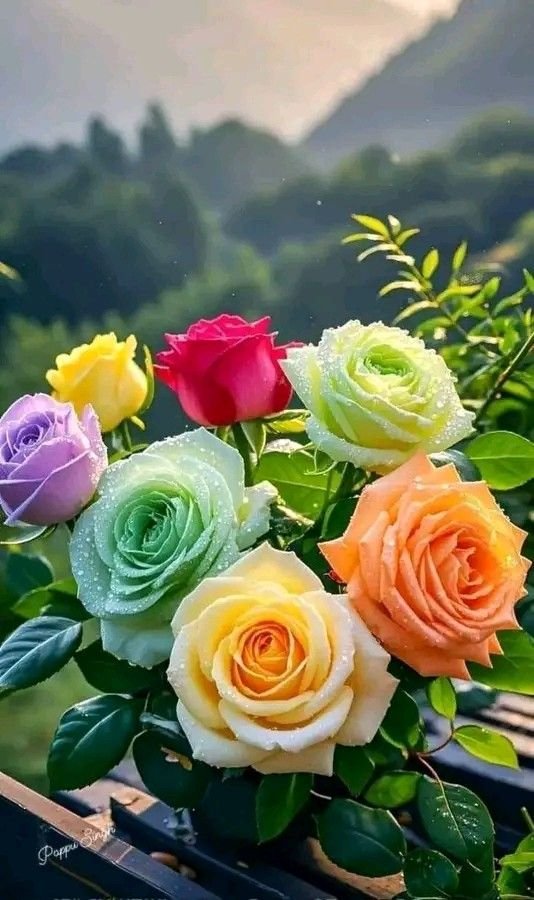 Flowers Christchurch Free Delivery