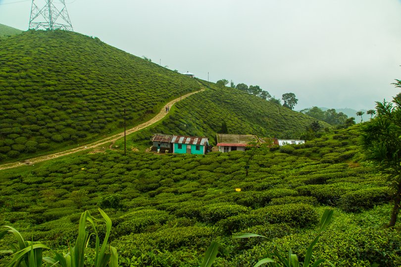darjeeling-1