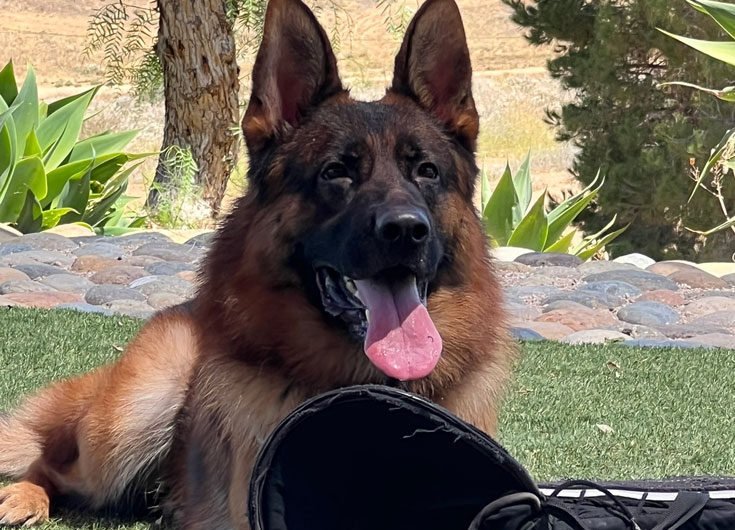 german-shepherd-trained-for-sale