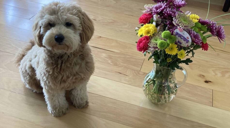 imageye___-_imgi_13_IMG_0369-scaled-1