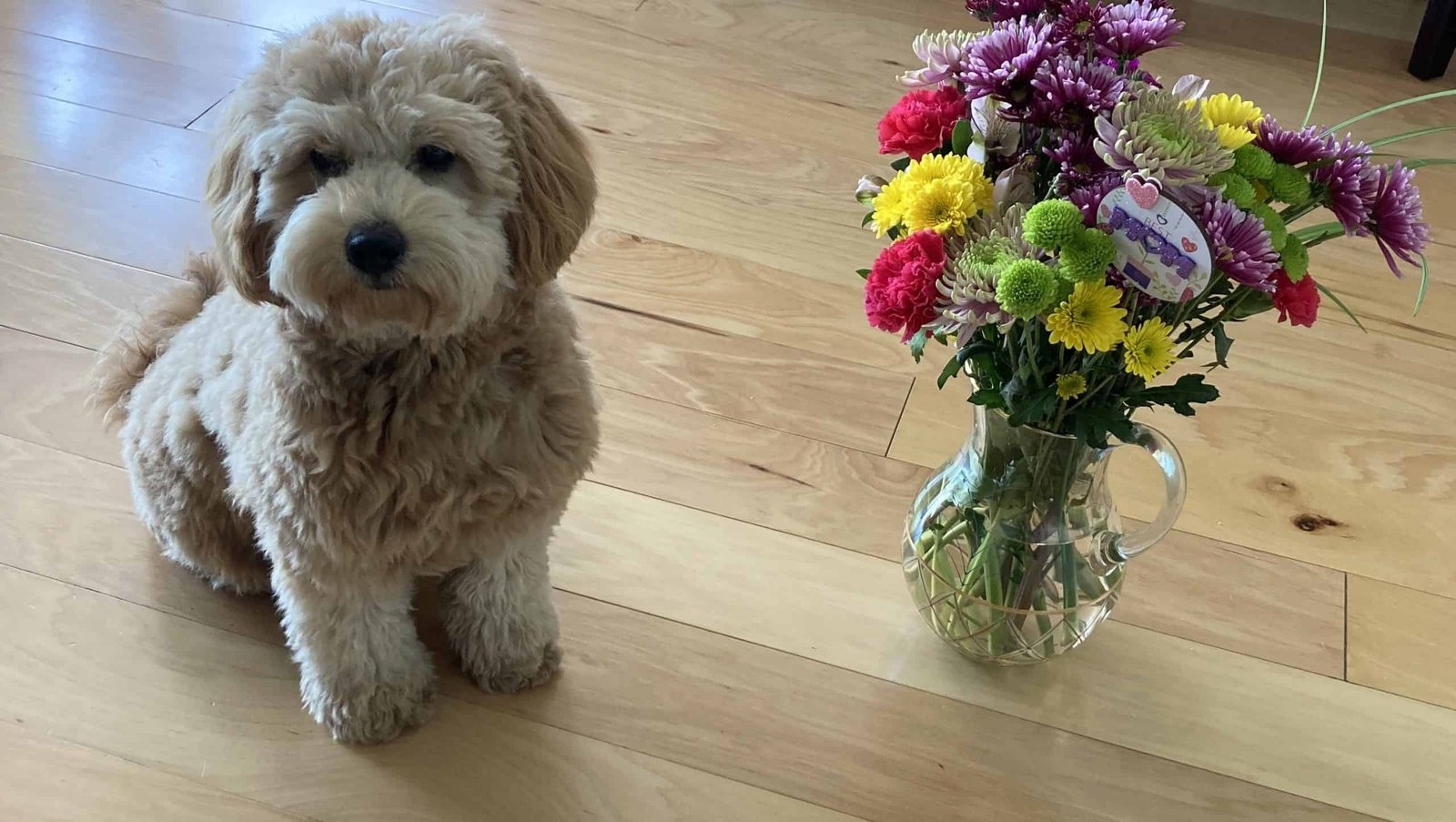 Healthy & Happy Health Tested Goldendoodle Puppies for Loving Homes