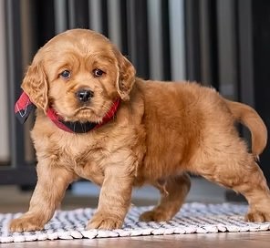Small-Golden-Retrievers