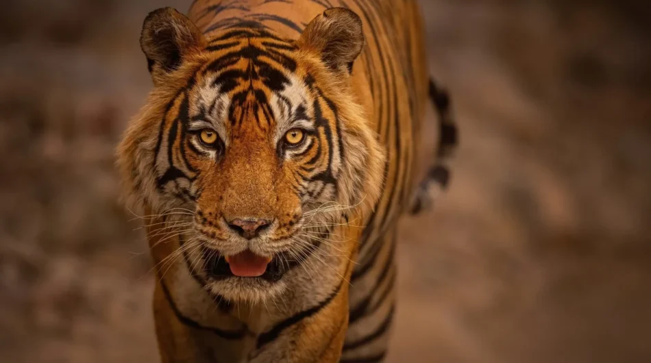 tiger_under_200kb
