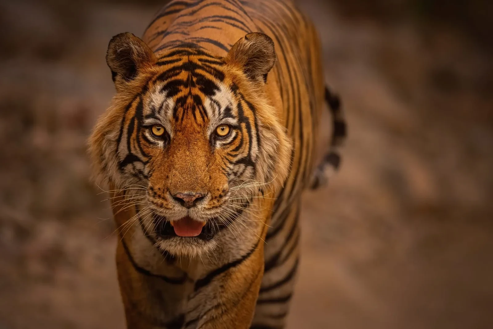 Ranthambore Wildlife Safari Tours