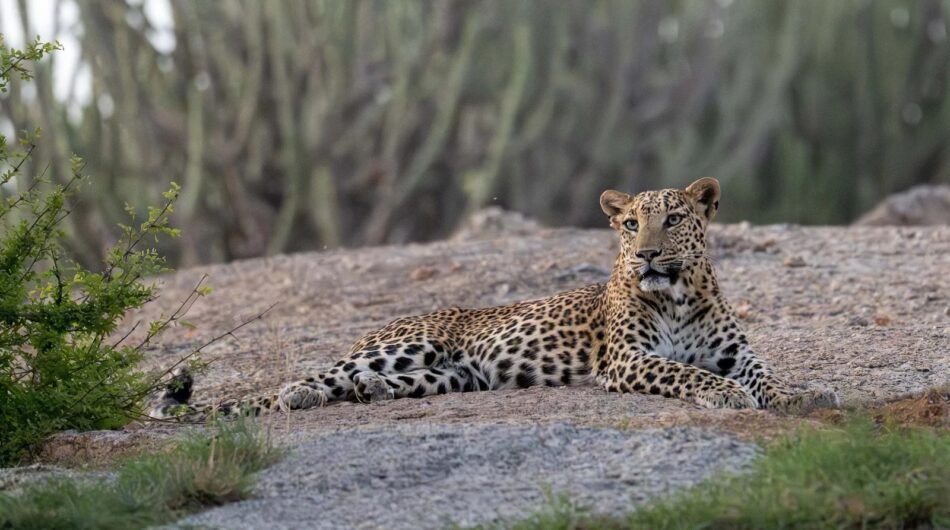 Ranthambore Wildlife Safari Tours